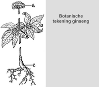 In een botanische tekening kun je goed zien hoe een plant is opgebouwd