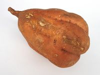 Ipomoea batatas zoete aardappel