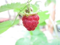 Rubus idaeus semen