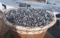 Euterpe oleracea Euterpe oleracea