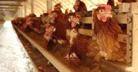kippen in de kippenschuur ofwel bio-industrie