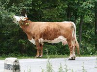 Sloveense koe