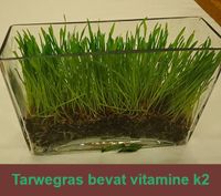 Tarwegras bevat vitamine K2