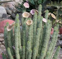 Hoodia gordonii