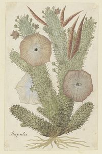 Hoodia gordonii