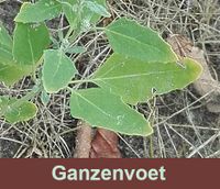 Ganzenvoet is een gezonde wilde groente.