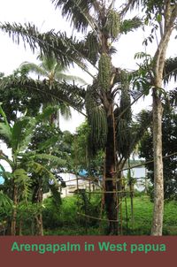 arenga pinnata palmsuiker