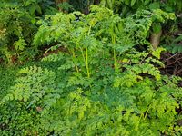 Moringa oleifera