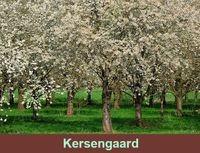 Kersentuin of kersengaard