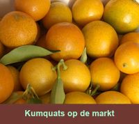 Citrus japonica Kumquats