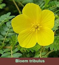 Tribulus bloem