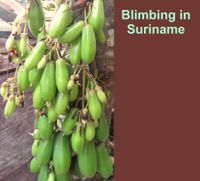 Blimbing in het binnenland van Suriname