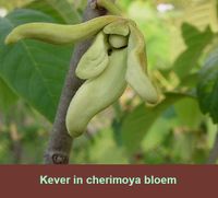 Cherimoya bloem met kever