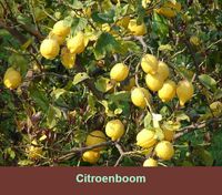 Citrus limon Citroen