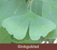 Ginkgo biloba is een heel gezond blad waar een thee van kan worden gemaakt.