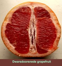 Citrus paradisi Grapefruit