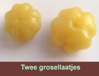 Grosella, een soort tropische kruisbes die erg zuur en gezond is