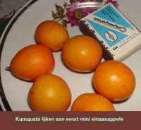Citrus japonica Kumquats