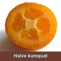 Citrus japonica Kumquat