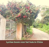 Litchi chinensis lychee