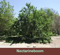 Prunus persica var. nectarine
