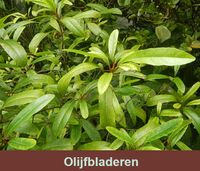 Olea Europaea Folium