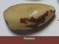 Paranoot