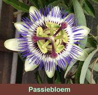 Passiflora edulis Passievrucht