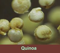 Quinoa is minder gezond dan gezegd wordt.