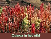 Quinoa ziet er als plant erg mooi uit.
