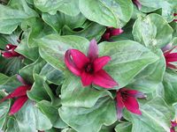 Trillium erectum