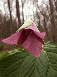 Trillium erectum