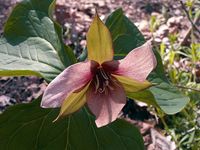 Trillium erectum