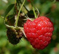 Rubus idaeus