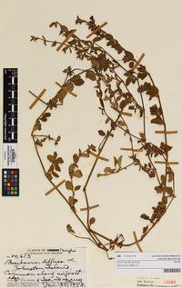 Boerhavia diffusa, foto uit herbarium