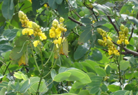 Cassia podocarpa
