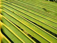 640px-Coconut_leaf
