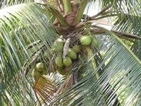 640px-Coconut_tree