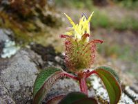 Dissotis rotundifolia