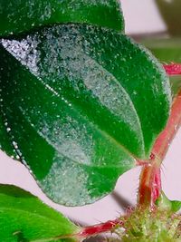 Dissotis rotundifolia