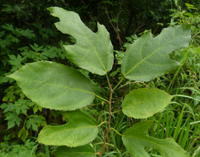 Ficus asperifolia