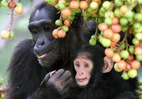 Adult_female_and_infant_wild_chimpanzees_feeding_on_Ficus_sur.jpeg