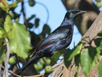 Red-winged_Starling_male_RWD