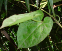 Gongronema latifolium