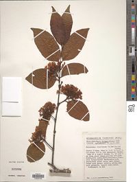 Holarrhena floribunda