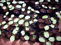 640px-Jatropha_curcas_seedlings