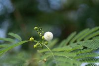 Spherical_seed_pods_growing_on_a_Leucaena_leucocephala_tree_in_Antalya_DSF9185