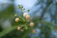 Spherical_seed_pods_growing_on_a_Leucaena_leucocephala_tree_in_Antalya_DSF9187