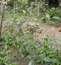 Screenshot 2023-04-14 at 11-30-46 West African Plants - A Photo Guide - Lippia multiflora Moldenke