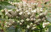 Lippia multiflora